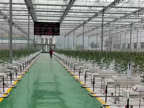 江西無(wú)土栽培培育